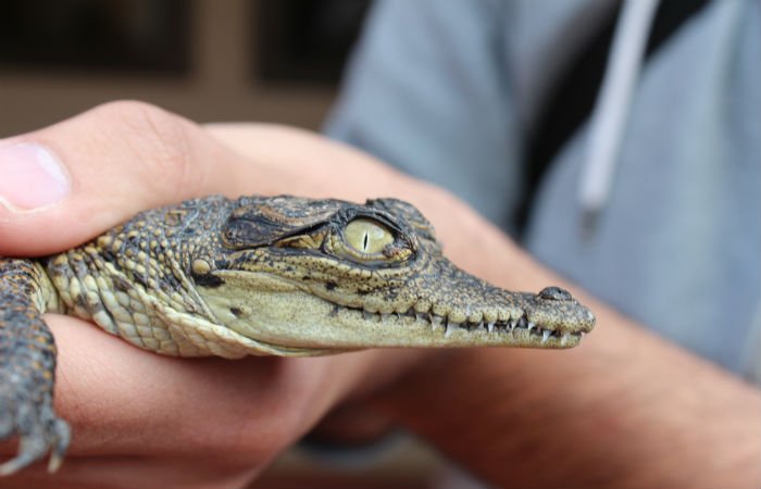 crocodile in south africa